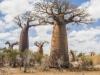 Baobab Trees